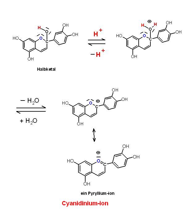 Cyanidin-Kation-Pyrylium-ion, H2O-Abspaltung an Halbketal.JPG