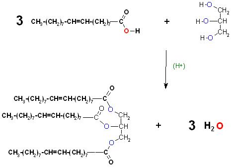 Ölsäureveresterung Glycerin H(+).JPG