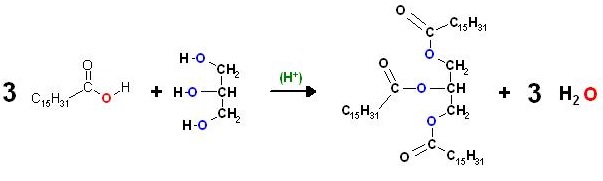 Palmitin.jpg