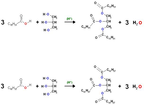 Palmitisäuretriglycerid.JPG