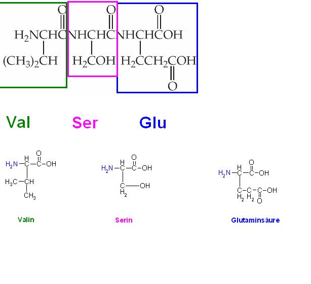 Peptid-kalona, Tripeptid, Ser-Val-Glu.JPG