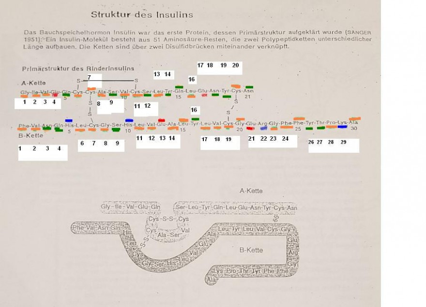 Primärstruktur test.jpg