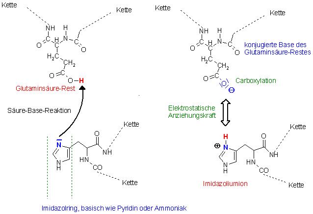 Säure-Base-Rkt. Glutaminsäure mit Histidin.JPG