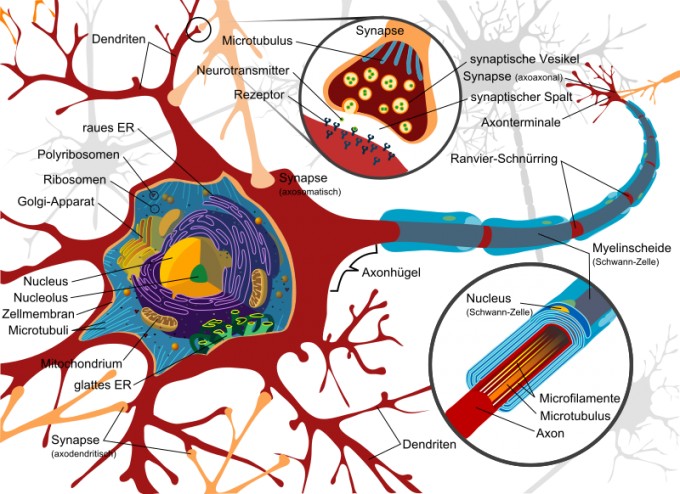 800px-Complete_neuron_cell_diagram_de.svg.png