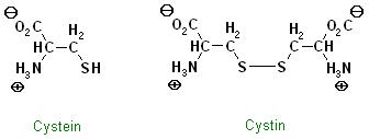 Cystein und Cystin.JPG