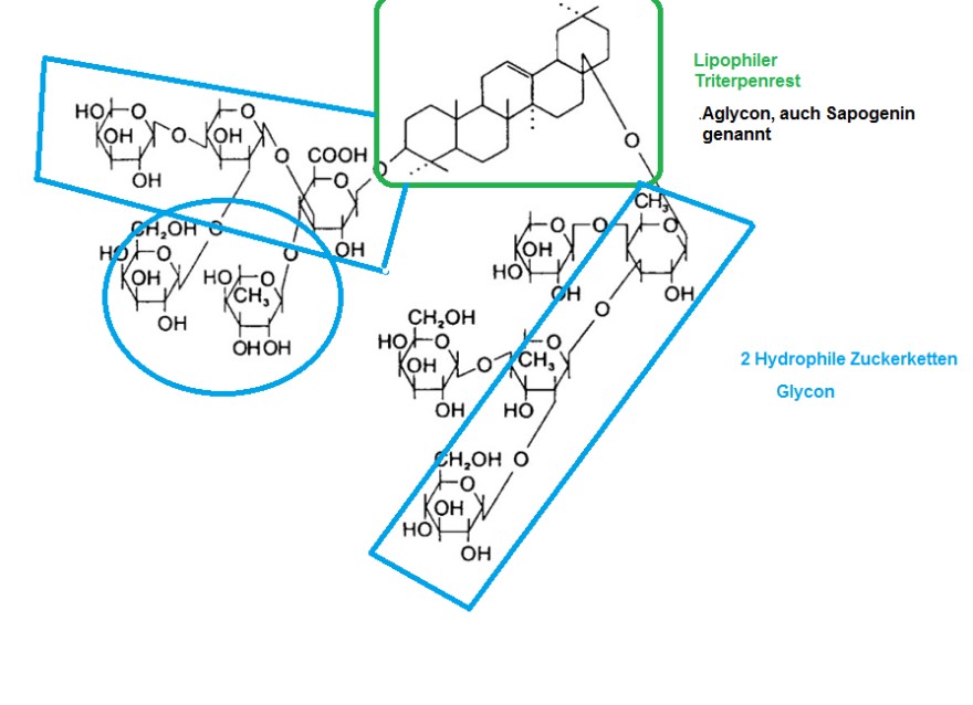 Saponin hydrophil-lipophil.png