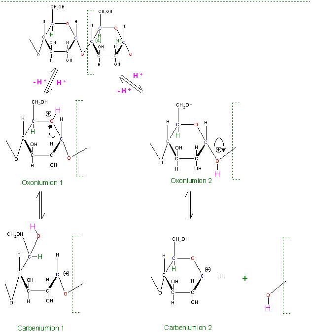 Hydrolyse Amylose Oxoniumionen 1 und 2.JPG