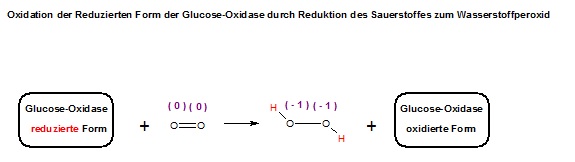 Ox. der Red.-Form der GOD mit O2 zu GOD-Ox. + HO-OH.jpg